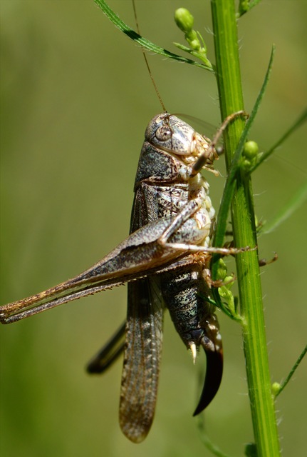 Platycleis grisea - szürke rétiszöcske