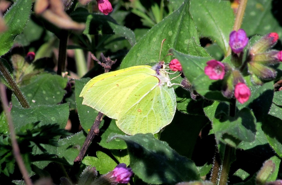 Gonepteryx rhamni - citromlepke