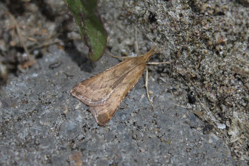 Synaphe punctalis - hosszúlábú fényilonca