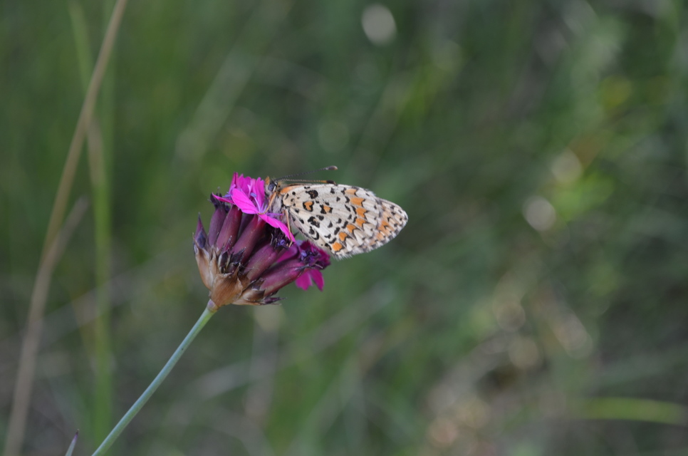 Melitaea trivia - kis tarkalepke