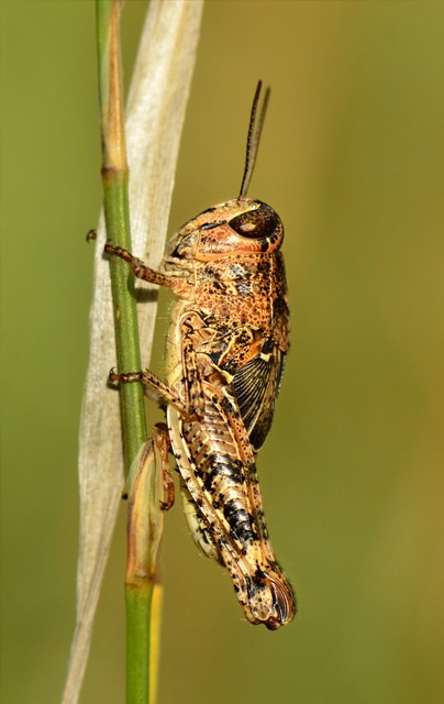Calliptamus