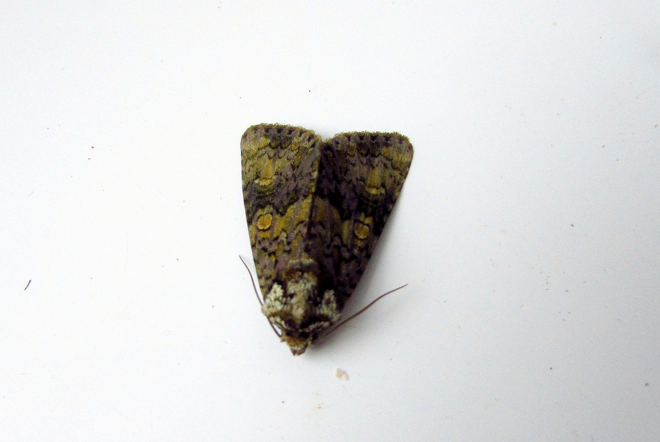 Craniophora ligustri - fagyalbagoly