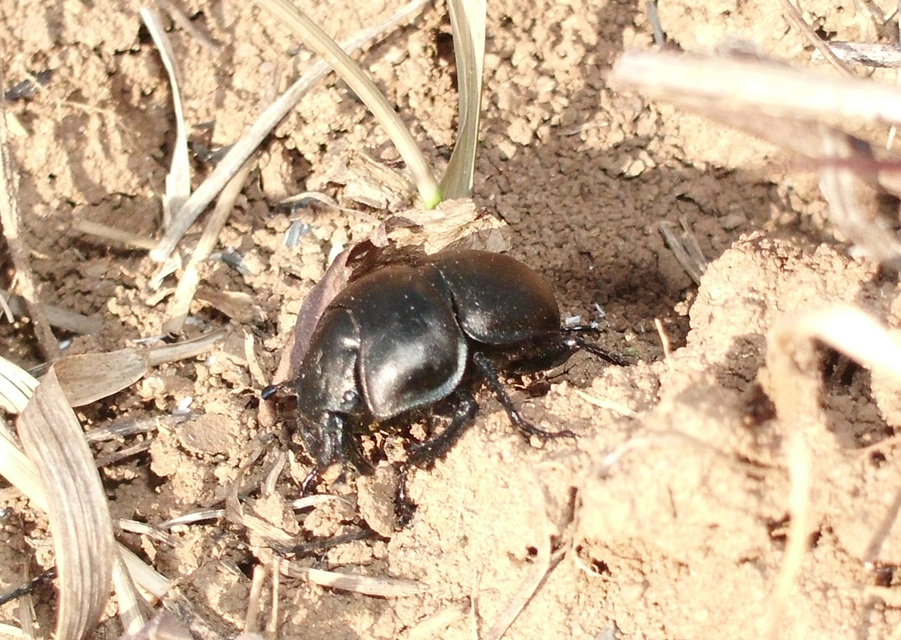 Lethrus apterus - nagyfejű csajkó