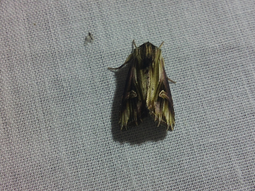 Actinotia polyodon - nagy sugarasbagoly