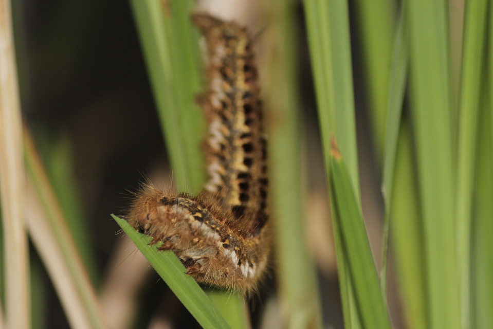 Euthrix potatoria - szomjas pohók