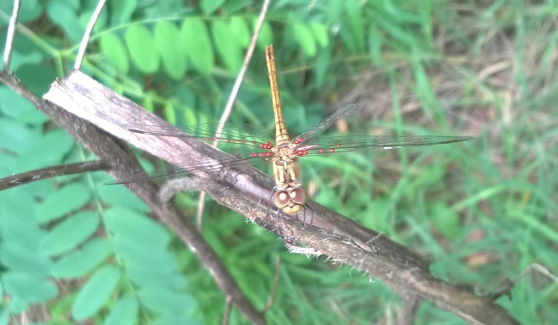 Sympetrum meridionale - fakó katona-szitakötő