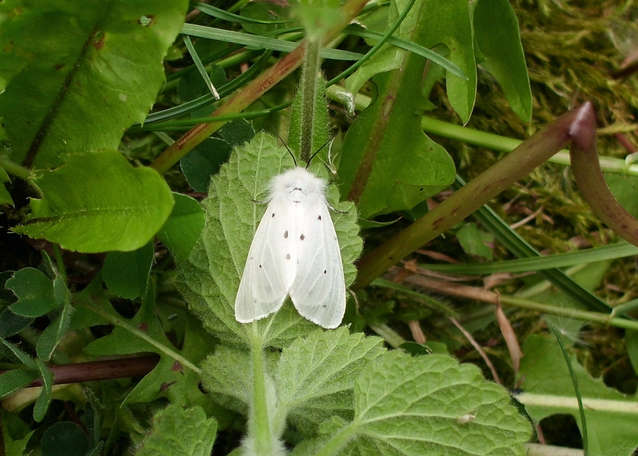 Diaphora mendica - felemás medvelepke