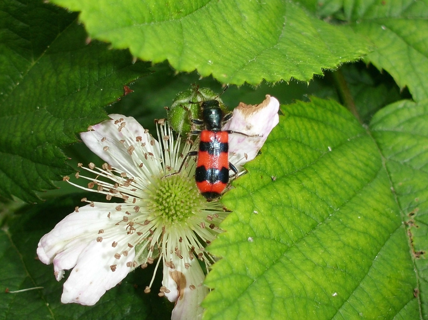 Trichodes apiarius - szalagos méhészbogár
