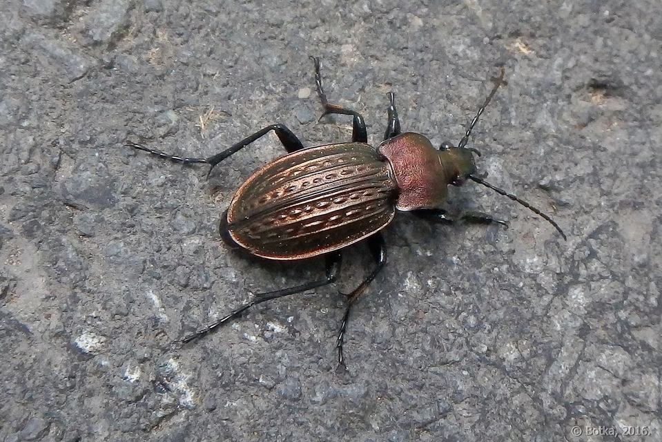 Carabus cancellatus - ragyás futrinka Carabus cancellatus - ragyás futrinka