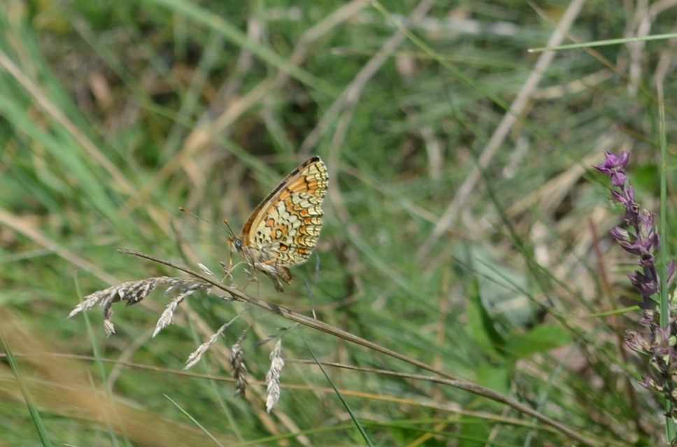 Melitaea phoebe - nagy tarkalepke