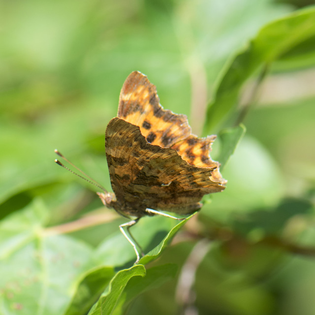 Nymphalis c-album - C-betűs lepke