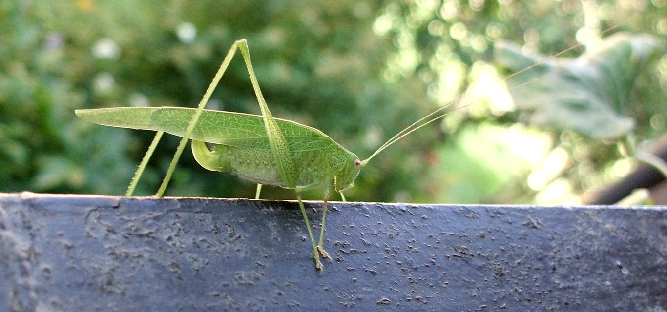 Phaneroptera nana - pontozott repülőszöcske