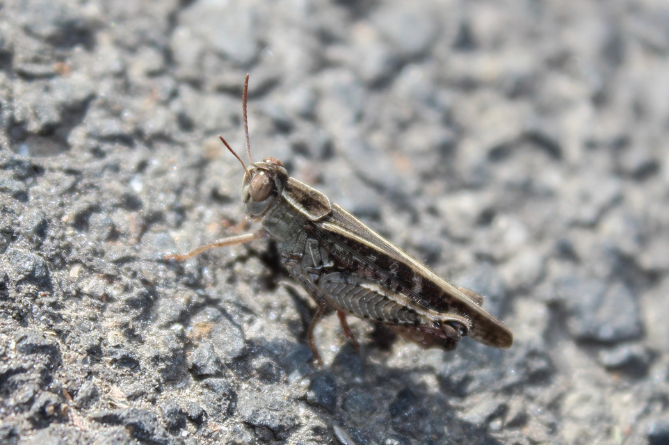 Calliptamus italicus - olaszsáska