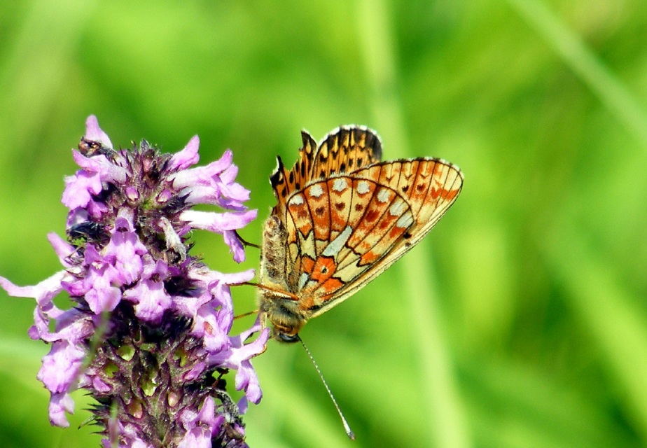 Boloria euphrosyne - árvácska-gyöngyházlepke