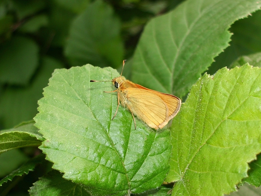 Ochlodes sylvanus - erdei busalepke