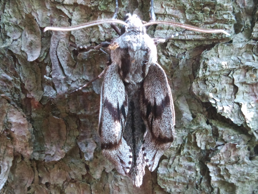 Hyloicus pinastri - fenyőszender