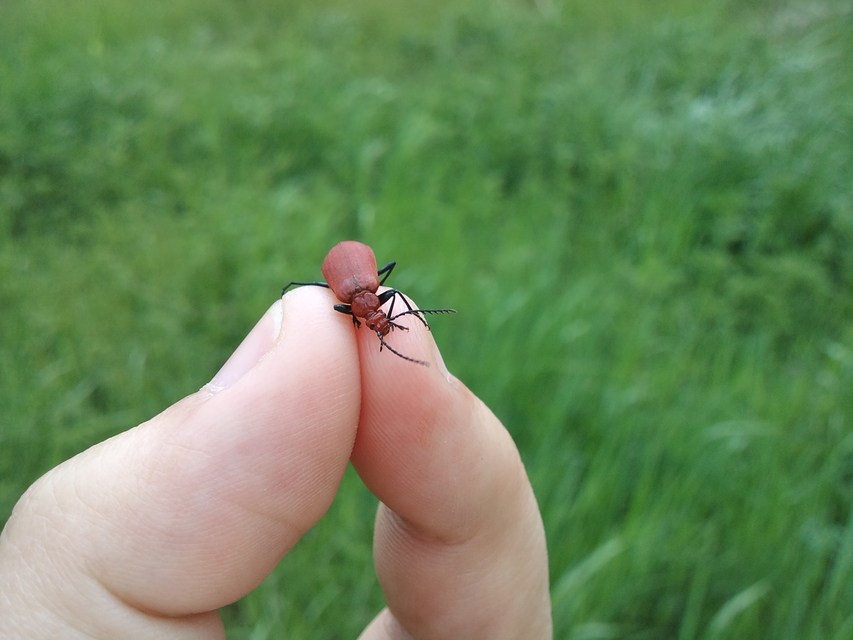 Pyrochroa serraticornis - közép-bíborbogár