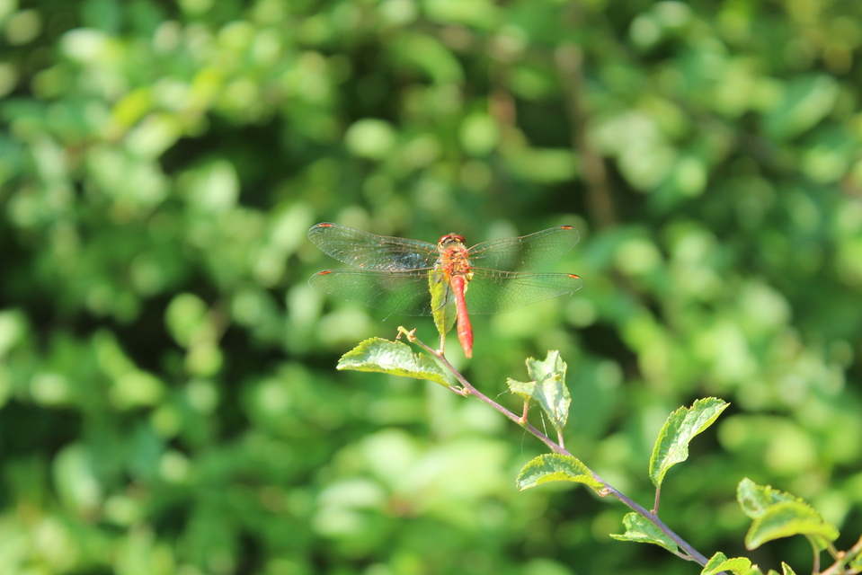 Sympetrum sanguineum - vörös katona-szitakötő