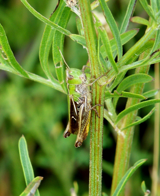 Stenobothrus lineatus - jajgató rétisáska
