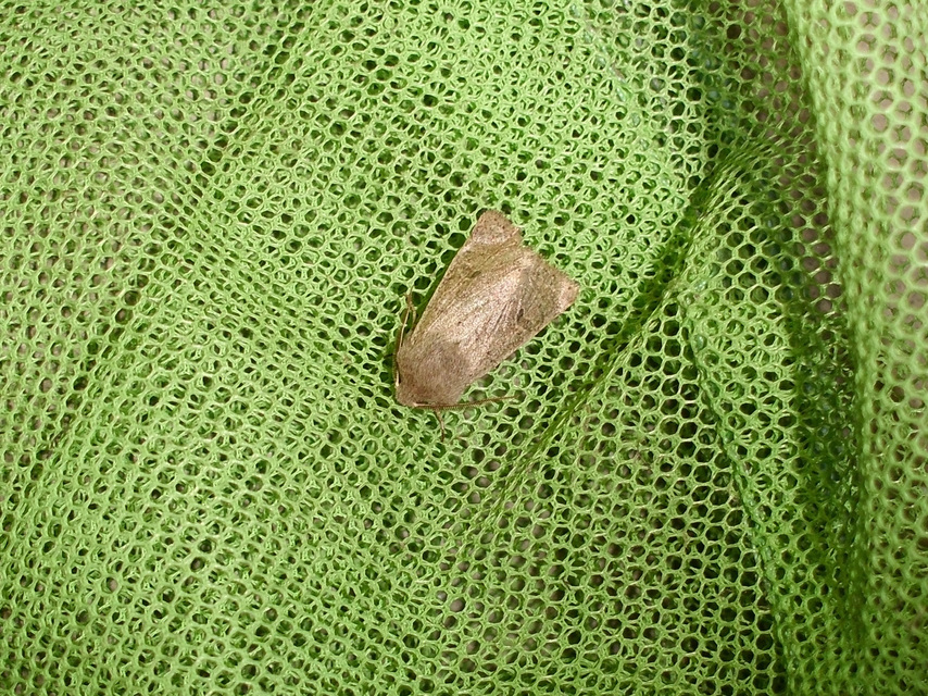 Orthosia cruda - kis barkabagoly