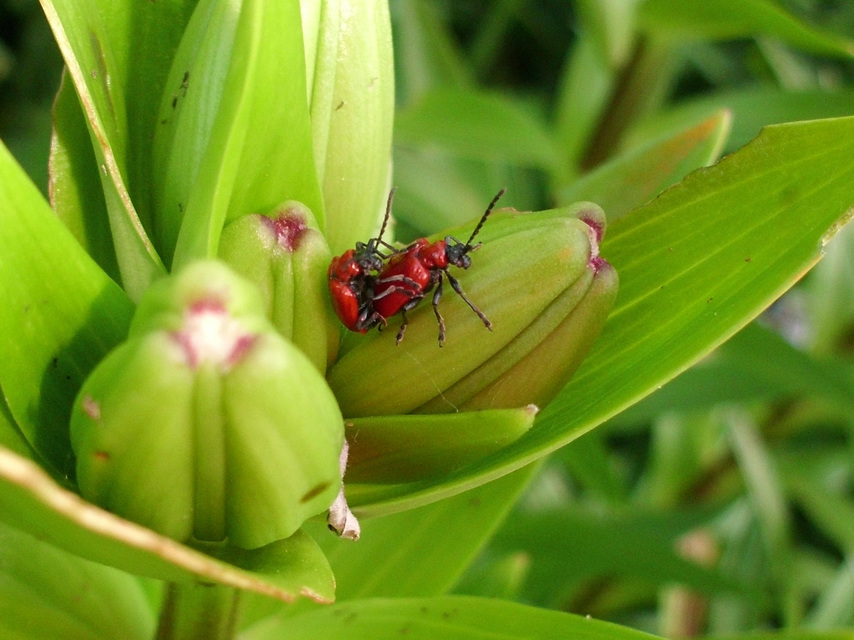 Lilioceris lilii - közönséges liliombogár Lilioceris lilii - közönséges liliombogár