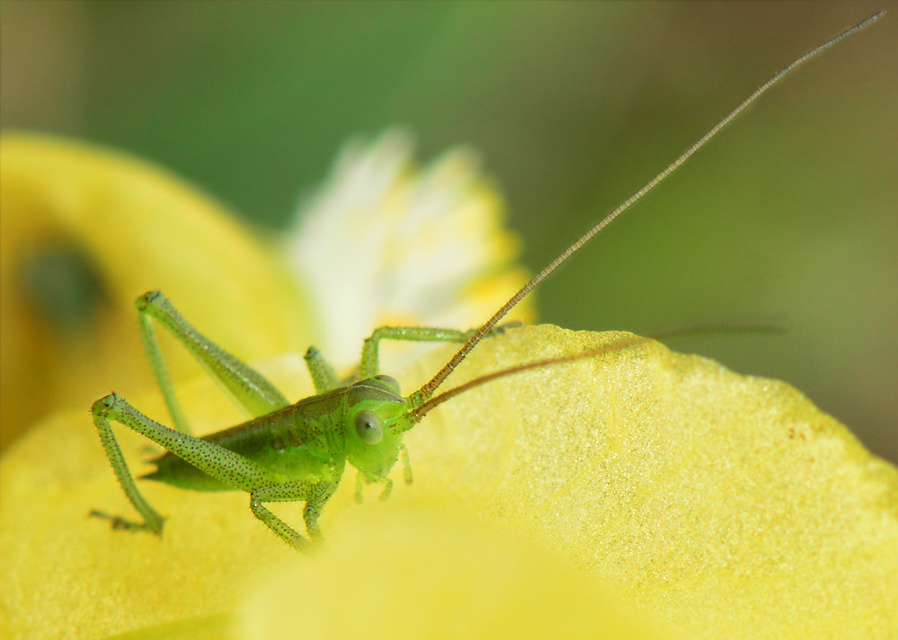 Tettigonia
