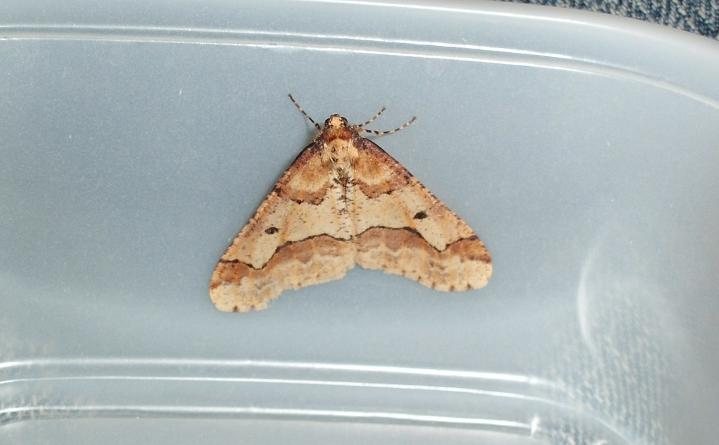 Erannis defoliaria - nagy téliaraszoló
