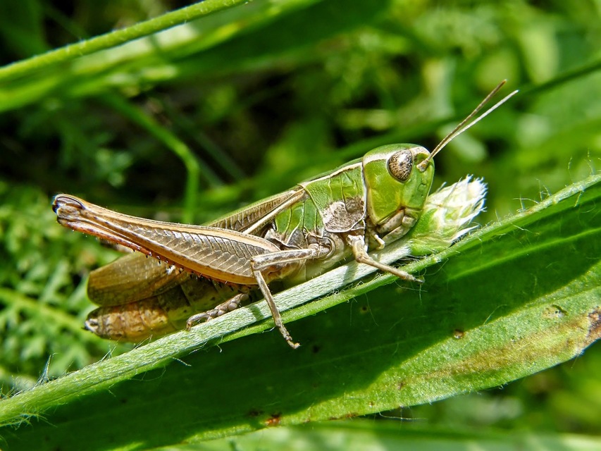 Stenobothrus lineatus - jajgató rétisáska
