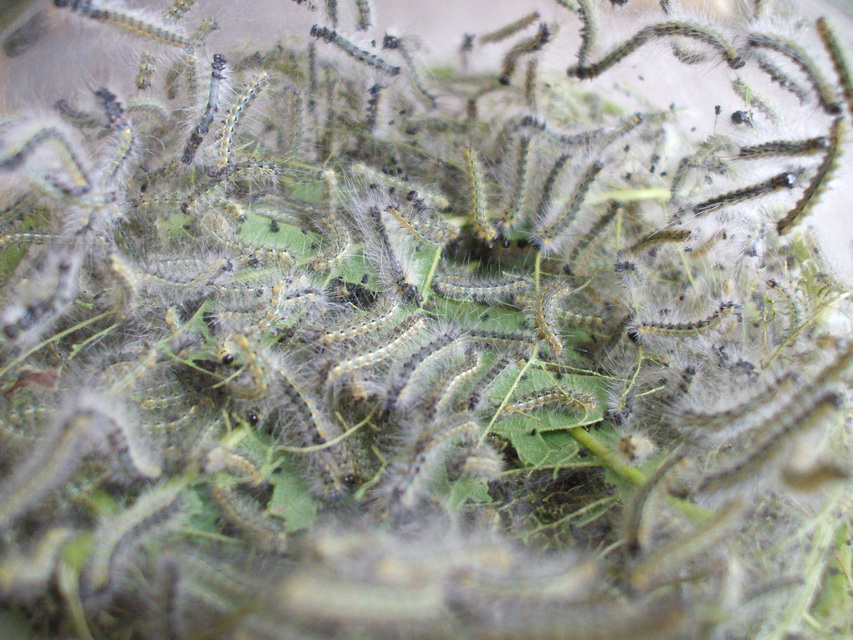 Hyphantria cunea - amerikai fehér medvelepke