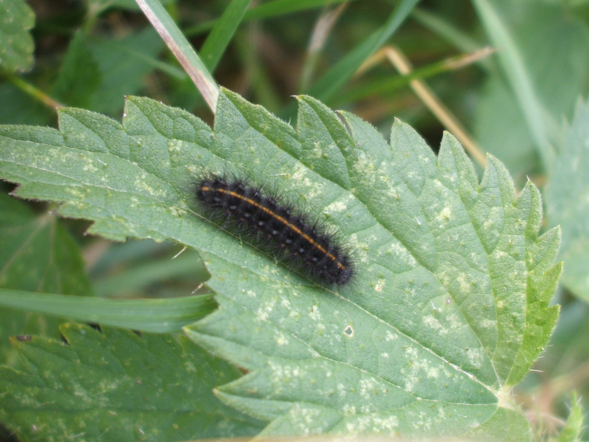 Spilosoma lubricipedum - tejszínű medvelepke