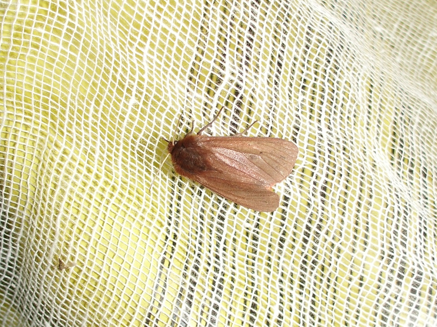 Phragmatobia fuliginosa - füstös medvelepke