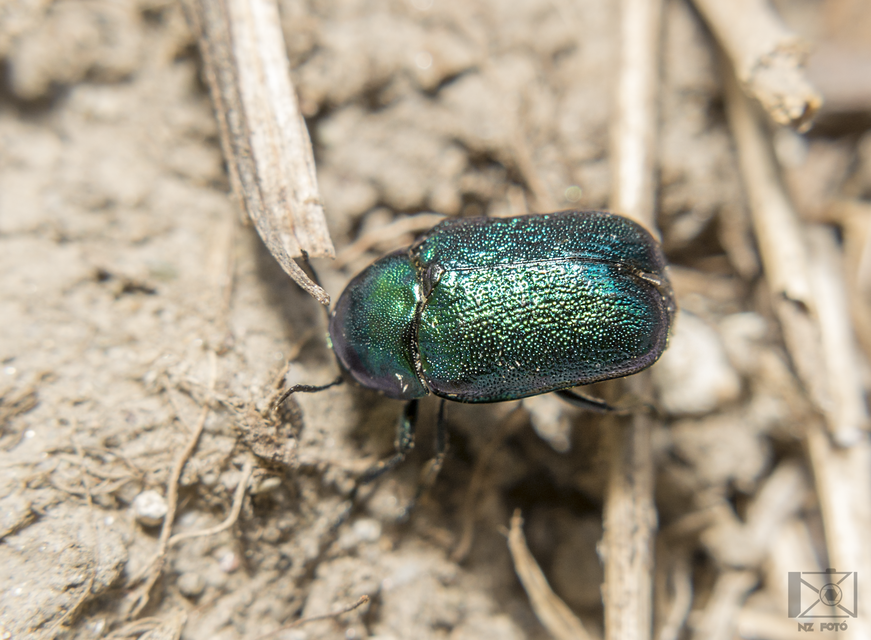 Cryptocephalus