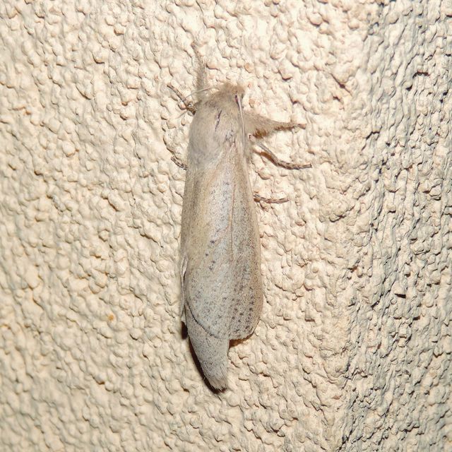 Phragmataecia castaneae - nádfúrólepke
