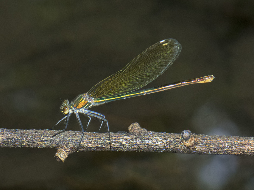 Calopteryx splendens - sávos szitakötő