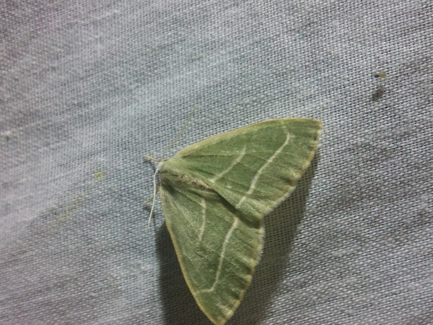 Hylaea fasciaria - erdeifenyő-sávosaraszoló
