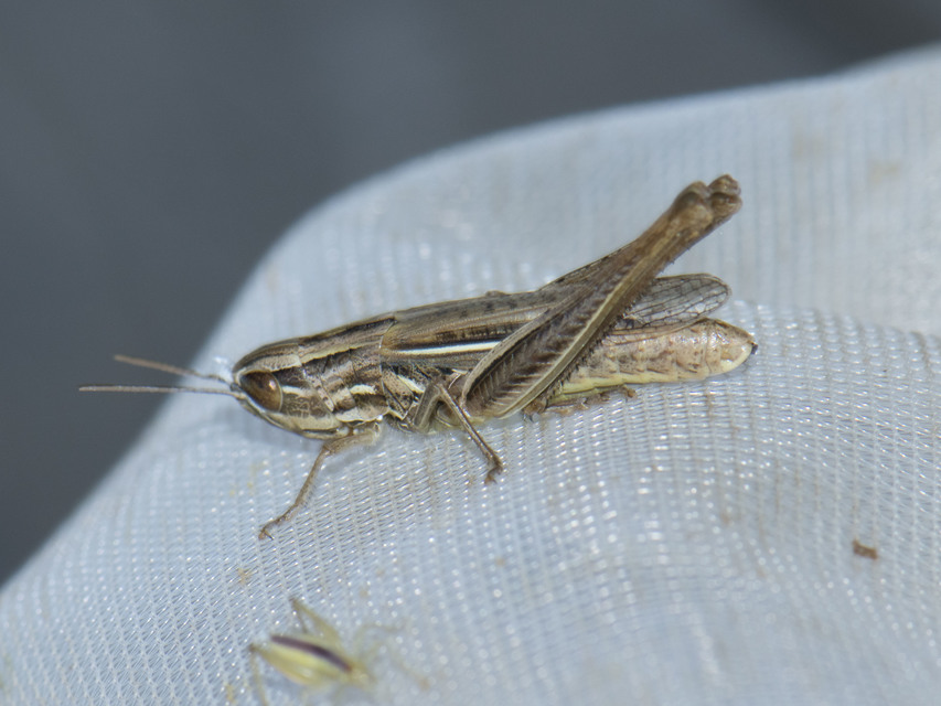 Euchorthippus declivus - rövidszárnyú rétisáska