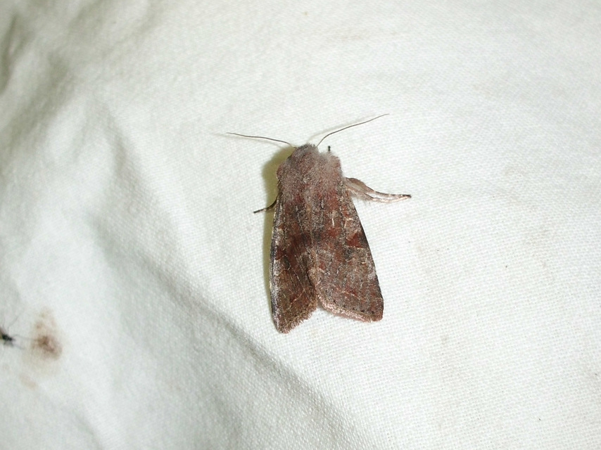 Orthosia incerta - változékony barkabagoly