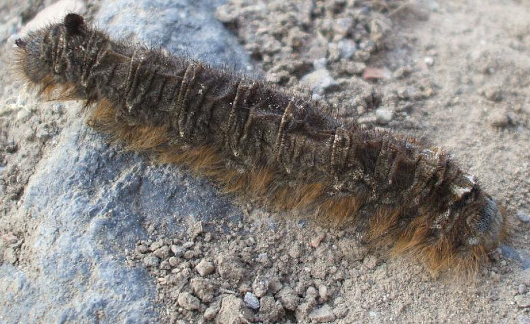 Gastropacha quercifolia - tölgylevélpohók