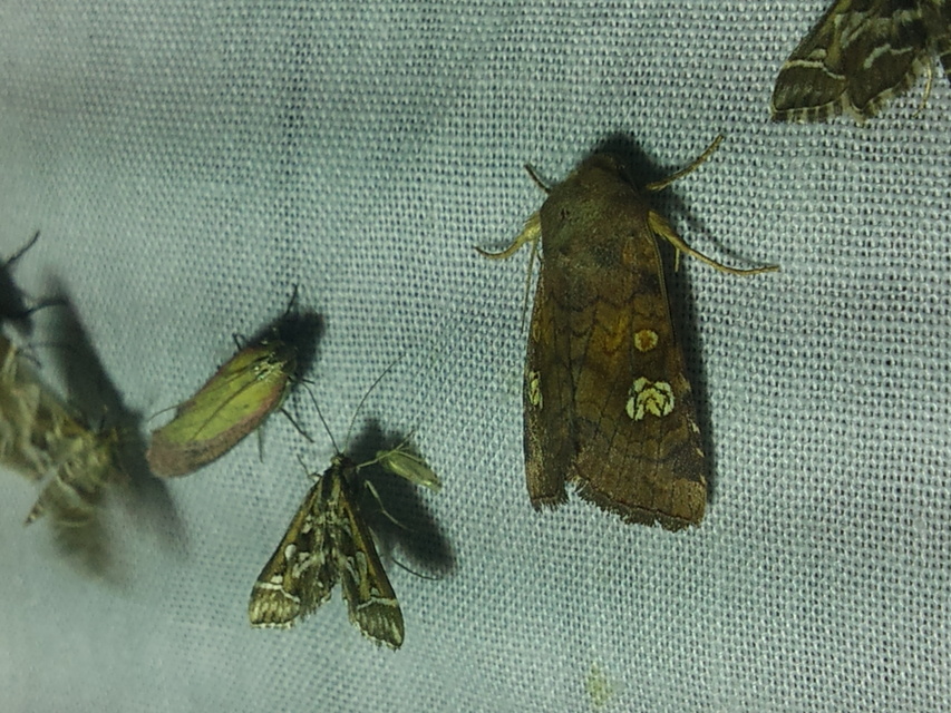 Amphipoea oculea - nagyfoltú lápibagoly