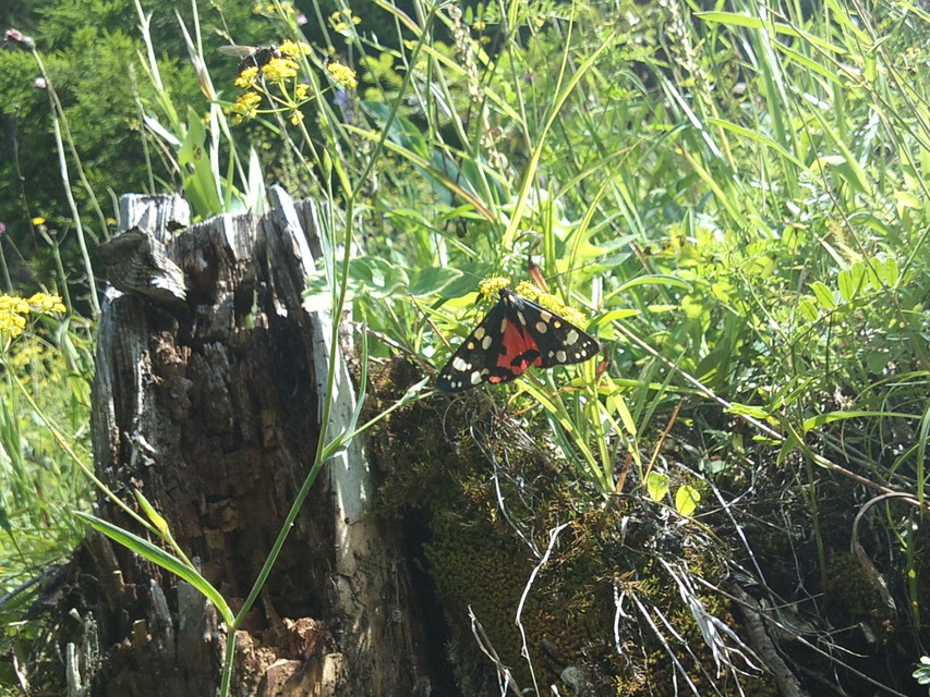 Callimorpha dominula - fémes medvelepke