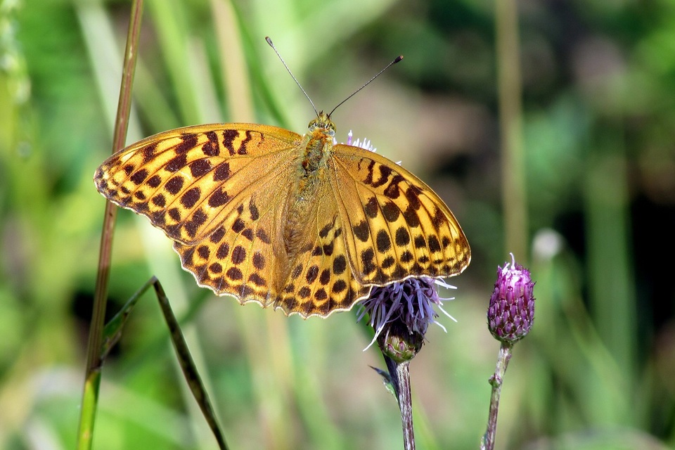 Argynnis paphia - nagy gyöngyházlepke
