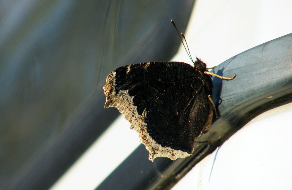 Nymphalis antiopa - gyászlepke