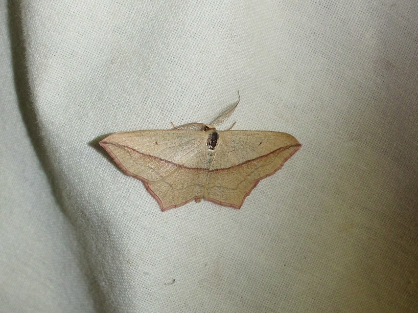 Timandra comae - piroscsíkos csipkésaraszoló