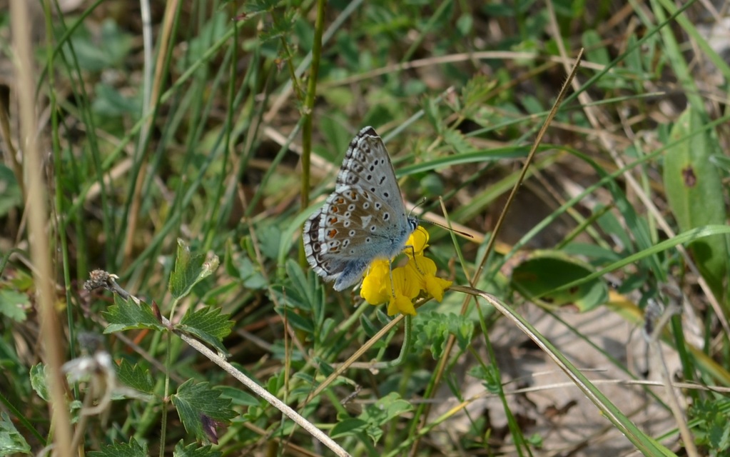 Polyommatus coridon - ezüstkék boglárka