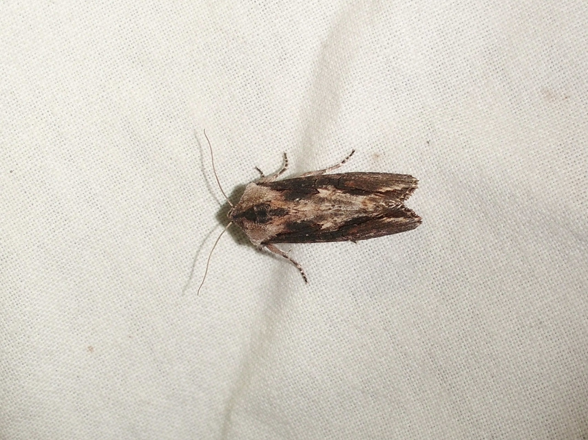 Egira conspicillaris - változékony szürkebagoly