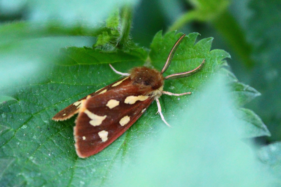 Hyphoraia aulica - barna medvelepke
