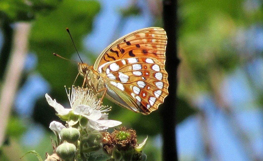 Argynnis adippe - ezüstös gyöngyházlepke