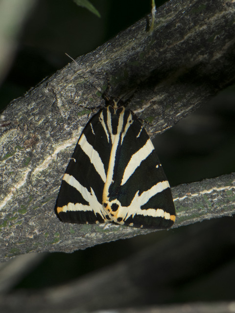 Euplagia quadripunctaria - csíkos medvelepke