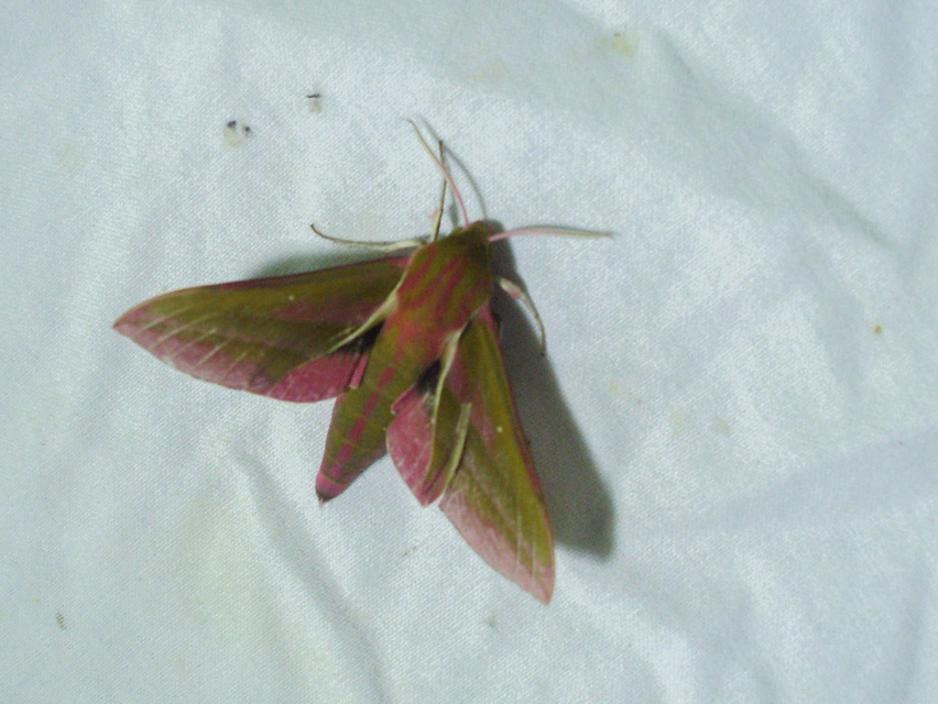 Deilephila elpenor - szőlőszender