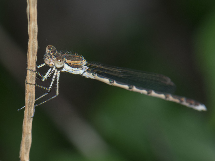 Sympecma fusca - téli rablószitakötő
